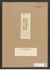 Sceptroneis ? gemmata Grun. (de-Toni-Nr.: Genus 63, Species 2565) Zeichnungen Sammlung Grunow Nr. 5124 (NHMW-BOT-W0373430)